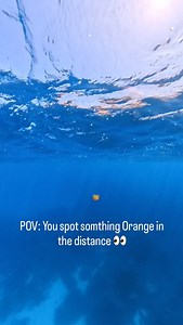 1.9K views · 149 reactions | The cutest jelly fish ever!!! #jellyfish #ocean #oceanworld #freediving | oceangalz | Facebook