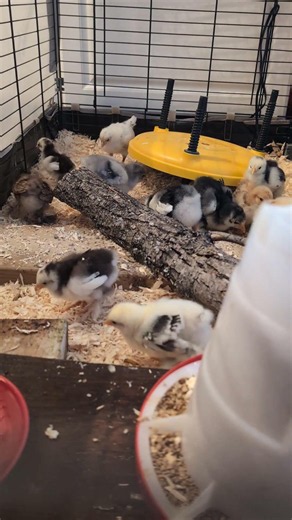 2 week old mixed chicks