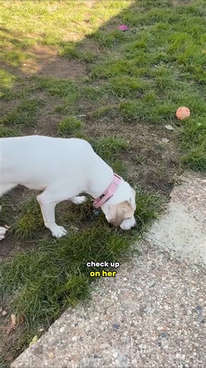 We Took our Rescue Dog to The Vet… And Got Heartbreaking News | The Golden Kobe Family