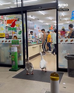 556K views · 12K reactions | Another day of geese being a menace to society | Metro | Facebook