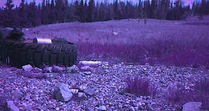 What is a guzzler?? Guzzlers are water collection tanks that provide water for local wildlife. They provide surface water during the summer and fall seasons, giving wildlife more available water options in suitable high-quality habitats during the dry seasons of the year. #GloriousGuzzlers | Bureau of Land Management - Wyoming