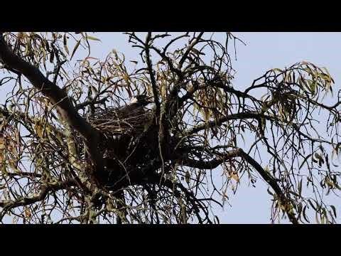QuickBird: Australian Magpie