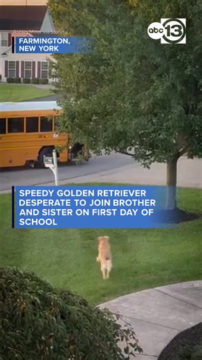 An energetic golden retriever was captured chasing after his brother and sister as they boarded a bus for their first day of the new school year. Video shows the siblings climb the stairs of the bus, and the family’s one-year-old dog Finley burst through the garden to follow them.