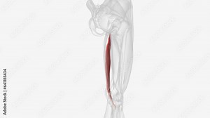 The gracilis muscle is the most superficial muscle on the medial side of the thigh Stock Video