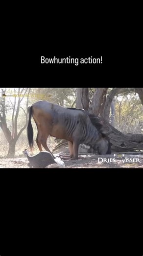 Dries Visser on Instagram: "Wildebeest are often called the poor man’s buffalo—and for good reason. 💪 Tough, alert, and incredibly resilient, these animals demand respect and precise shot placement, especially when hunted with a bow. This video highlights exactly why wildebeest are such an exciting species to pursue. Their solid bone structure, sharp senses, and herd instincts make every stalk a true challenge, turning success into a deeply rewarding moment. When everything comes together—the p
