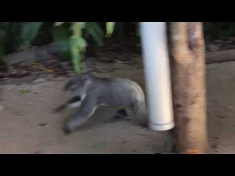 Koala Running