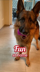 How to keep your dog entertained at home | ideas | brain games | Strider The German Shepherd