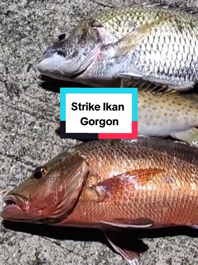 Mcm Biasa guys strike idaman di spot handalan.. tw suport guys jgn lupa like coment dan share guys.. yg belum follow boleh bantu sya smpai 10K follower guys ntuk semangat berkonten.. #pancing #memancingikan #kakipancing #kakipancing_malaysia #fyppppppppppppppppppppppp