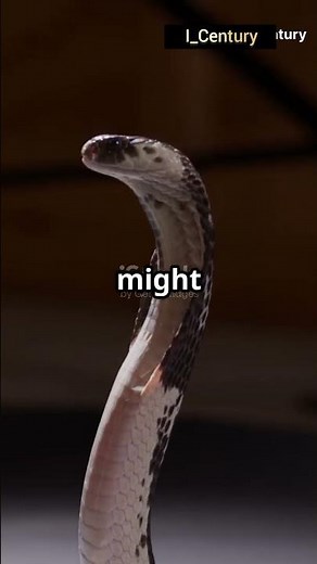 What happens if a venomous snake bites a human? #snakebite