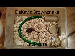 How to Set up an Enclosure for a Small Snake (up to 10 inches)