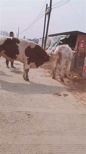 Cattle management Cattle price trend forecast Bull market analysis36