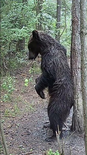 "6 Bear Scratching Marathon – Nature's Funniest Back Rubs!" #wildlife #nature #bear #trailcam