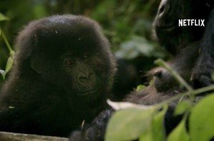 Netflix to premiere African Congo documentary Virunga this November