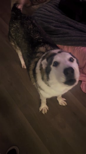 Howls and excited sneezes 🥰 | Sneeze