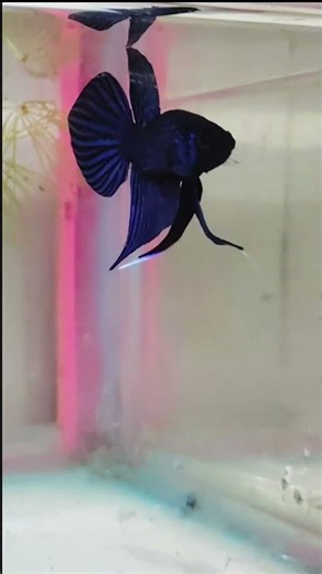 beautiful blue mahachai pair💙💙💙💙#bettafish #mahachai #alienbetta #thailandbetta #fighterfish #fyp