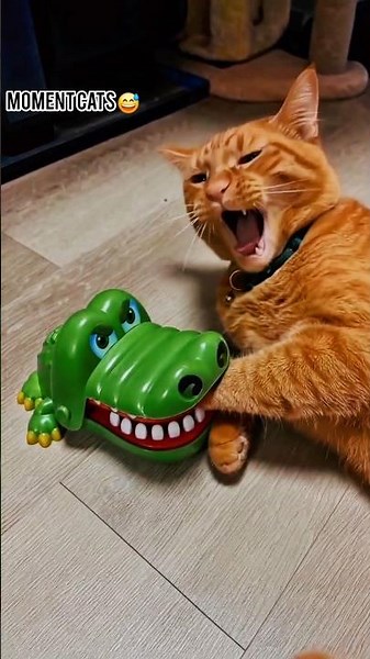 Wait for the end, this cat is hilarious #funnyvideo #catmoments #shorts