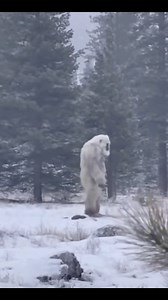 90K views · 3.5K reactions | #yeti #yetiworld #sasquatch #bigfoot #Alaska #cryptids #unbelievable #creepy #scary #monsters | The Unknown | Facebook