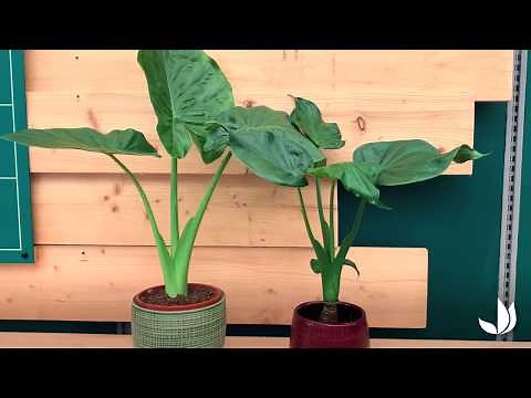 Alocasia : la plante oreilles d'éléphant - Truffaut