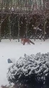 9.6M views · 25K reactions | Wild fox finds a dog toy.  | Pursuit of Horizons | Facebook