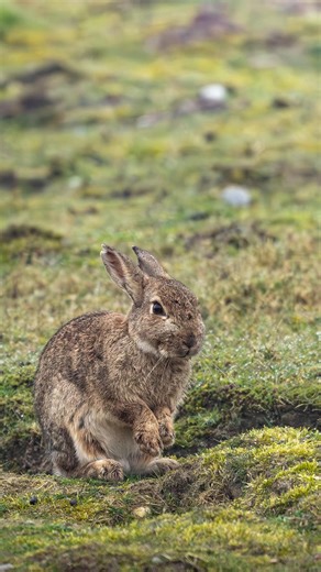 “Spring Forthcoming” I am SO happy we have 7 days until it is officially Spring! I took this photo of a rabbit and really wanted to tie it in with a spring theme so here it is! #fyp #nature #wildlife #photography #spring