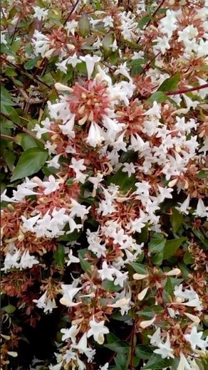 Por qué la Abelia Grandiflora es mi favorita para el jardín ✨ #cercovivo #jardineria