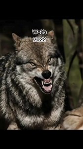 Cute ❤🐺 #wolves🐺 #wolfpack #wolves #wolf #wolvesofinstagram #fbreelsfypシ゚viral #reelsvideo #reelsfb #fypシ゚ #virals | We Love Wolves