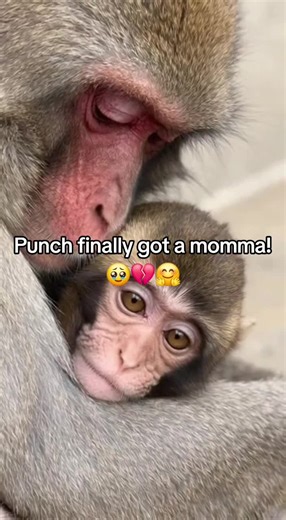 #punchthemonkey #monkey #punch