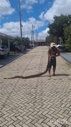 Jiboia BCC #animaisdeestimação #apaixonadosporcarnivoras #reptiles #boaconstrictor #cobra