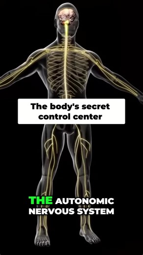 The autonomic nervous system: regulates blood flow, heartbeat, digestion, and breathing. Keeps the body running on autopilot! #AutonomicNervousSystem #BodyFunctions #Physiology #ScienceExplained