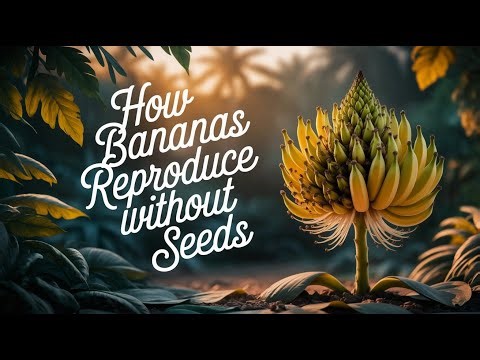 How Bananas Reproduce Without Seeds