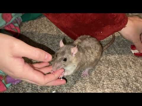 How to clicker train your pet rats - speed round!