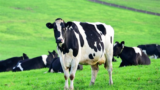 Milk pool continues to constrict