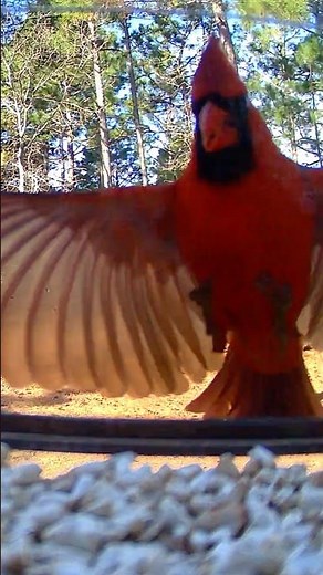 ““You never realize how beautiful a cardinal’s wings are… until you see it in slow motion”.
