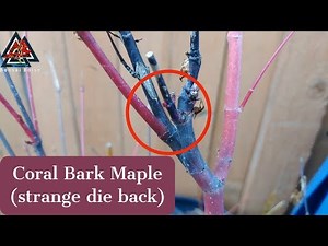 Coral Bark Maple (update) Strange die back issue!