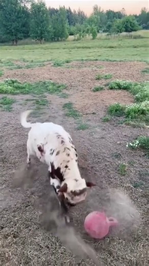 funny cow compilation video