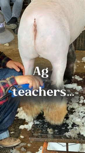 Are you an ag teacher who manages students with livestock projects? I need your input! I'm working on a membership just for you, but I'm on the hunt for three teachers who have students who show livestock at any level and are dealing with frustrations around communication, student expectations/follow-through, or feeding. I'd love to have a quick 20-minute chat with you to learn more about you and what your challenges and hopes are right now. Zero pressure (I promise I won’t try to sell you a thi