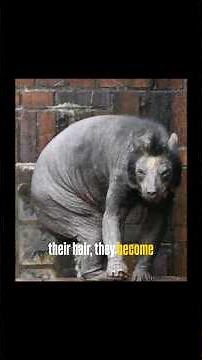 Title: Animals That Look Terrifying Without Hair 😱🐻 | Nature's Strangest Transformations