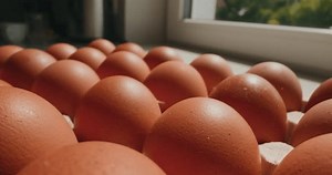Non-gmo Chicken Eggs Produced On Organic Stock Footage Video (100% Royalty-free) 3517127721 | Shutterstock