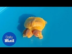 Rare two-headed albino turtle worth $31,500 discovered on a farm