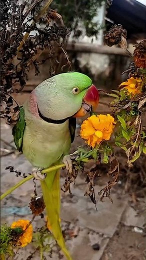 Mitto mitthu #parrot #shortvideo