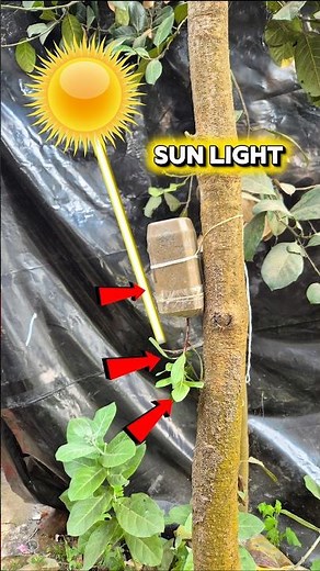 Experiment With Tree #shorts #shortvideo