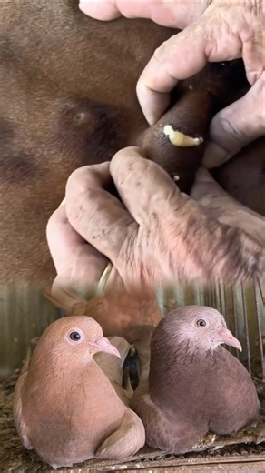 rescue pets and animals botfly removal #pets #botfly