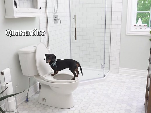 Quarantine Part 3: Crusoe Dachshund Videos