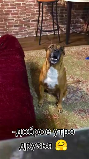 -ДОЧЬ САМУРАЯ😎 (@bella.2019_12_25)’s videos with оригинальный звук - Дуничка