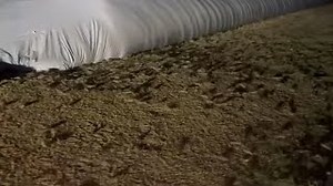 Plague of mice infesting crops in Australia's rural east