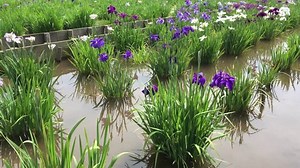 Acorus Calamus Stock Footage Video (100% Royalty-free) 17257207 | Shutterstock