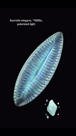 Exploring Different Diatoms Under the Microscope