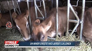 393K views · 7.2K reactions | ȘTIRILE MONDO TV - UN MINER CREȘTE VACI JERSEY, LA LONEA  Materialul face parte din campania “Antreprenor în Valea Jiului”, un demers Mondo TV pentru susținerea afacerilor locale  | Mondo TV | Facebook