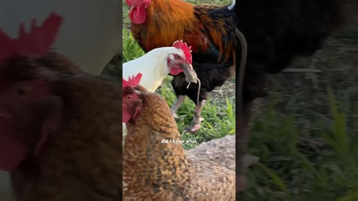 This chicken was choking on a mouse