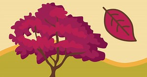 Fall color maps: Guide to trees and how they get their color